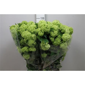 Viburnum opulus 'Roseum'