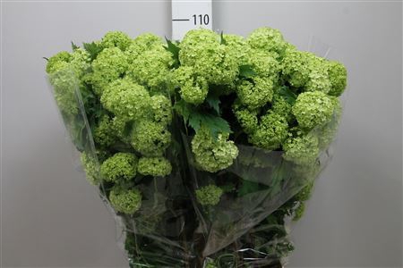 <h4>Viburnum opulus 'Roseum'</h4>