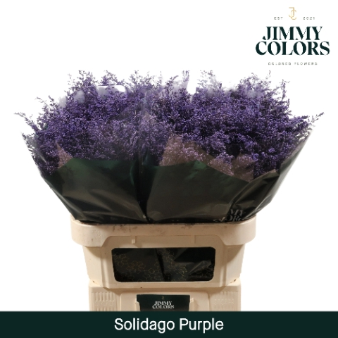 <h4>Solidago L70 Purple</h4>