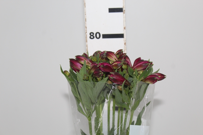 <h4>ALSTROEMERIA NAPOLI 080 CM</h4>