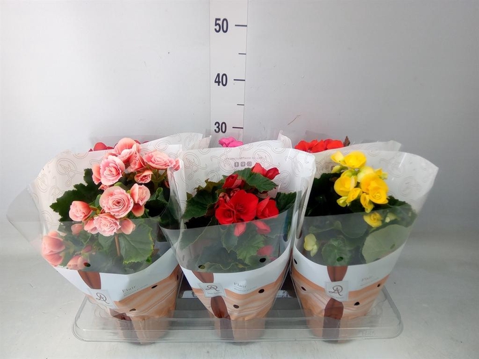 <h4>Begonia elat. DU   ...mix</h4>