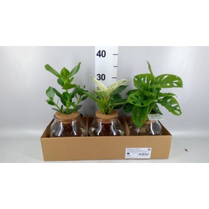 Planten  ..mix