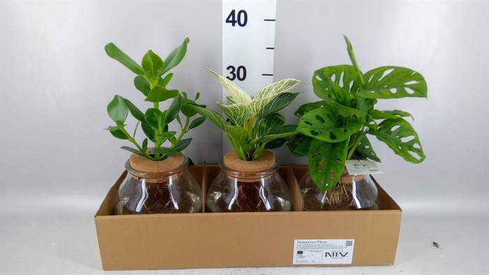 <h4>Planten  ..mix</h4>