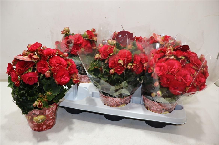 <h4>Beg Du Grace</h4>