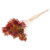 Shola Slice Pine 6cm on stem Multicolour Red/Yellow