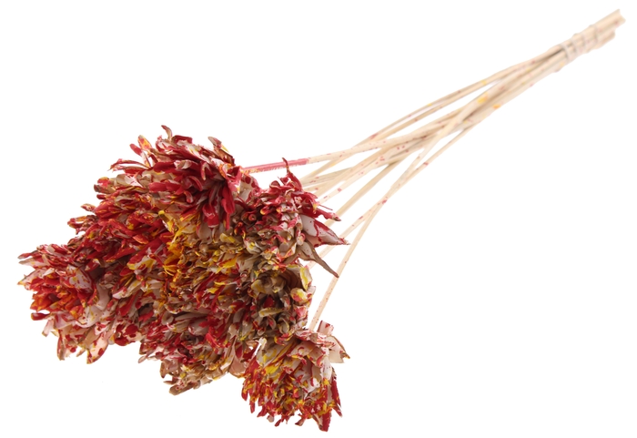 Shola Slice Pine 6cm on stem Multicolour Red/Yellow