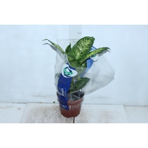 DIEFFENBACHIA VARIADO P17