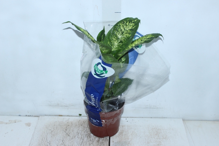 <h4>DIEFFENBACHIA VARIADO P17</h4>