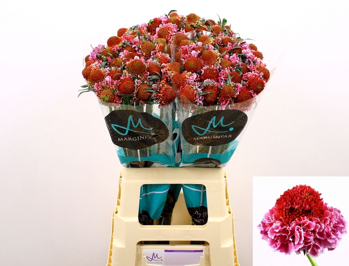 <h4>SCAB AT F SCOOP B PI</h4>