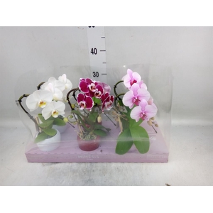 Phalaenopsis   ...