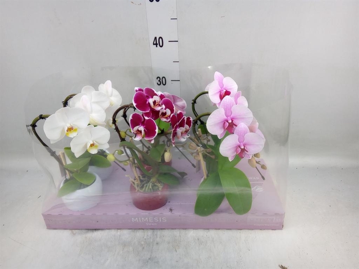 <h4>Phalaenopsis   ...</h4>