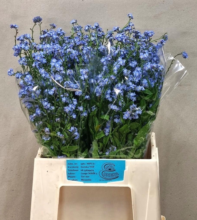 <h4>MYOS AL BLUE MEMORY</h4>