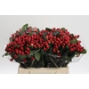 Hypericum True Romance