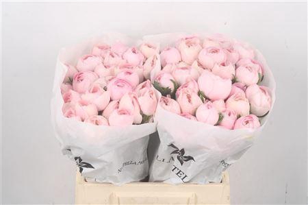 <h4>Ran Su Lady</h4>