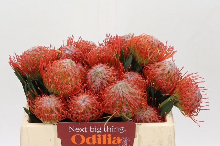 <h4>LEUCO CO TANGO</h4>