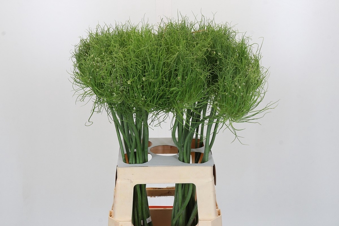 <h4>Allium Catweazle</h4>