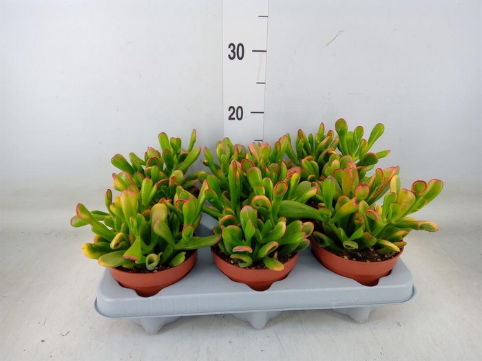 <h4>Crassula ovata 'Horn Tree'</h4>