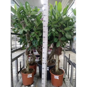 Ficus benghalensis 'Audrey'
