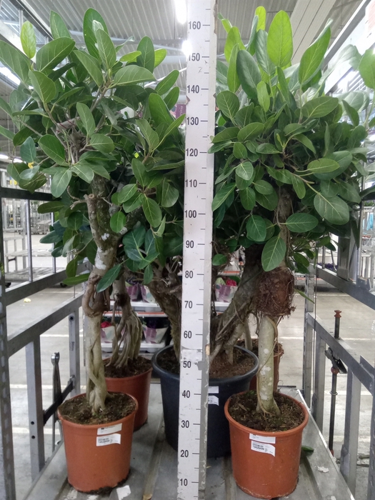 <h4>Ficus benghalensis 'Audrey'</h4>
