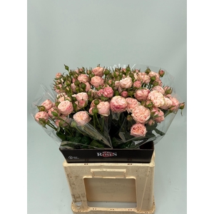 R TR ROYAL BLUSH