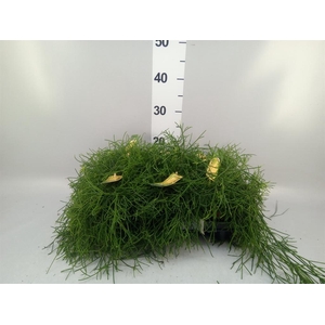 Rhipsalis baccifera 'Oasis'