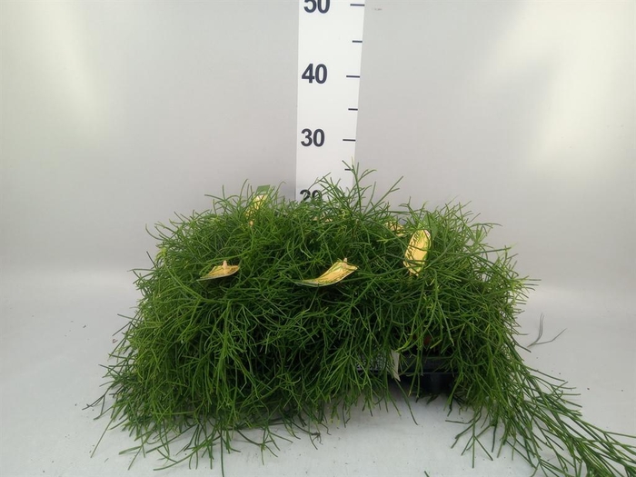 <h4>Rhipsalis baccifera 'Oasis'</h4>
