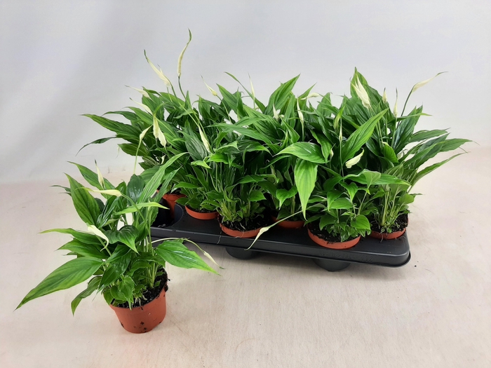 <h4>SPATH CHOPIN</h4>