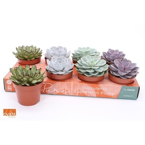 Echeveria mix 12Ø 12cm