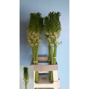 EUCOMIS P-E GOLIATH