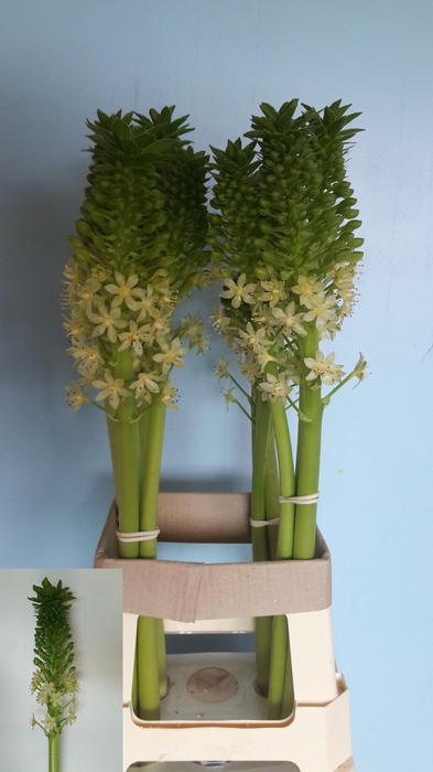 <h4>EUCOMIS P-E GOLIATH</h4>