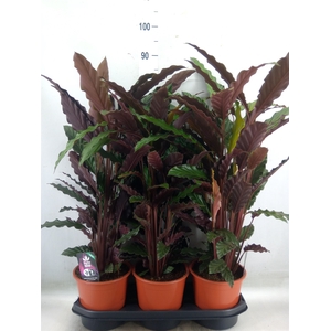 Calathea rufibarba 'Wavestar'