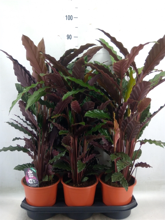 <h4>Calathea rufibarba 'Wavestar'</h4>