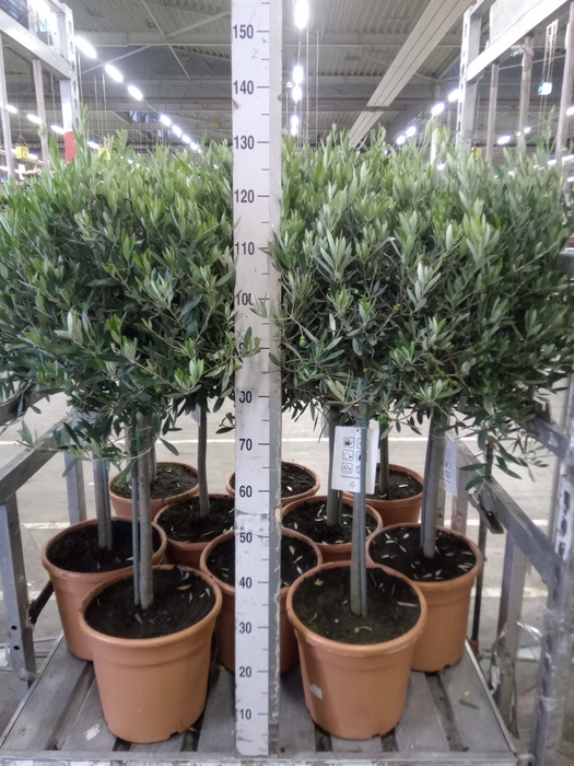<h4>Olea europaea</h4>