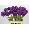 Allium Pinball Wizard
