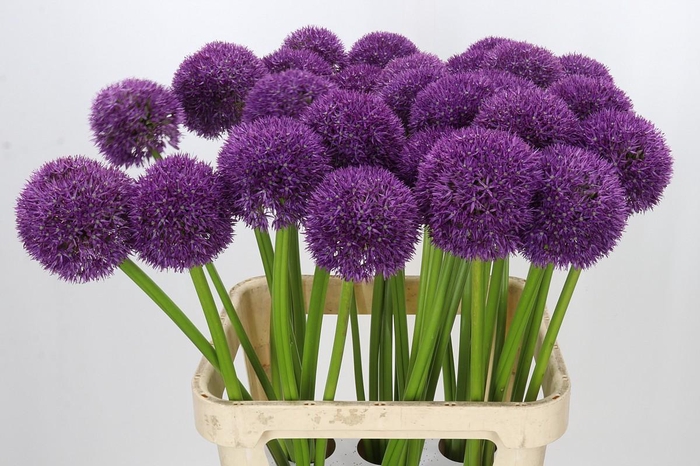 <h4>Allium Pinball Wizard</h4>