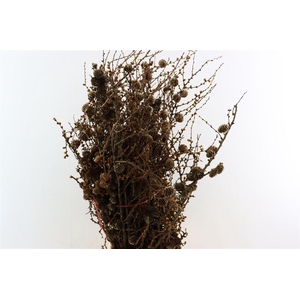Larix Cone Bunch 70cm