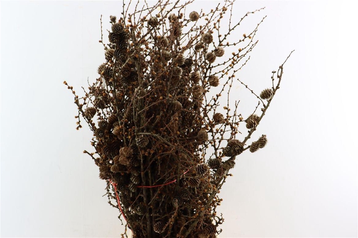 <h4>Larix Cone Bunch 70cm</h4>