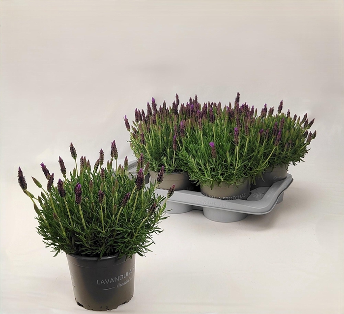 <h4>LAVAN STOECHAS</h4>