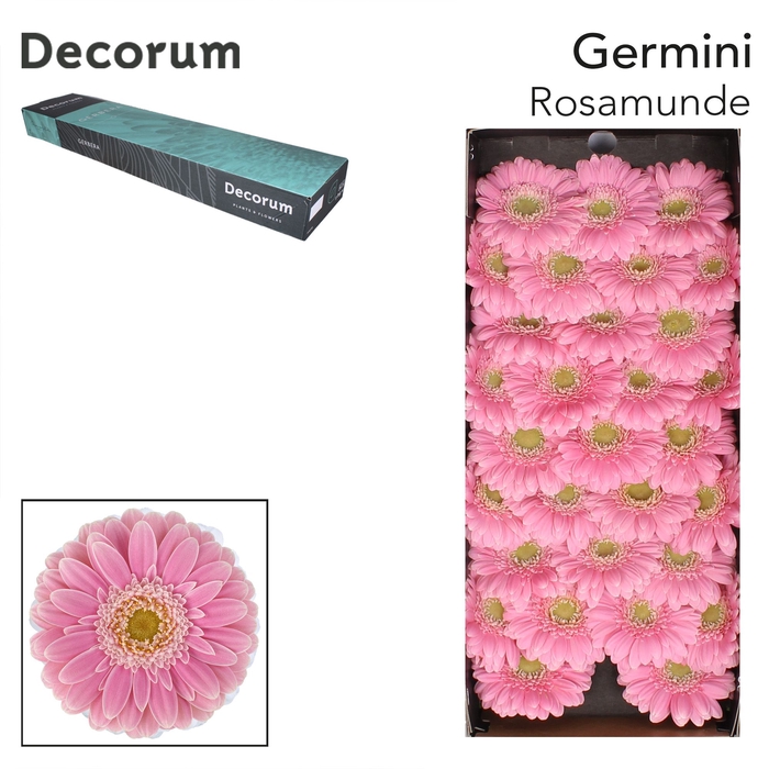 <h4>Germini Rosamunde Doos</h4>