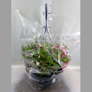 Fuchsia  'Bella Fuchsia'  ..mix