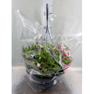Fuchsia  'Bella Fuchsia'  ..mix