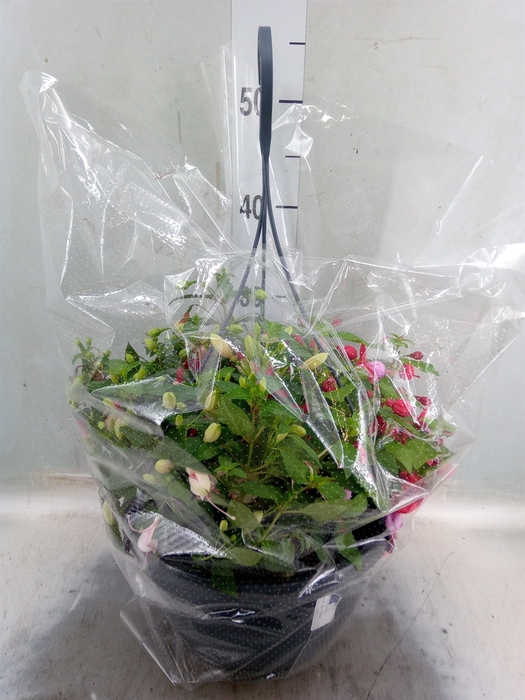 <h4>Fuchsia  'Bella Fuchsia'  ..mix</h4>