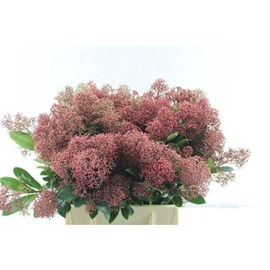 Skimmia Rubella Red Bunch