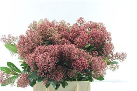 <h4>Skimmia Rubella Red Bunch</h4>