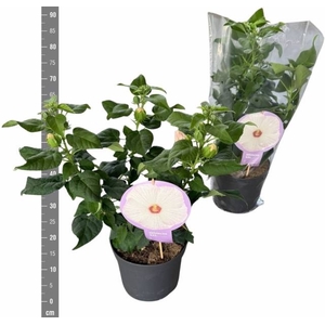 HIBISCUS M GU WHI EY