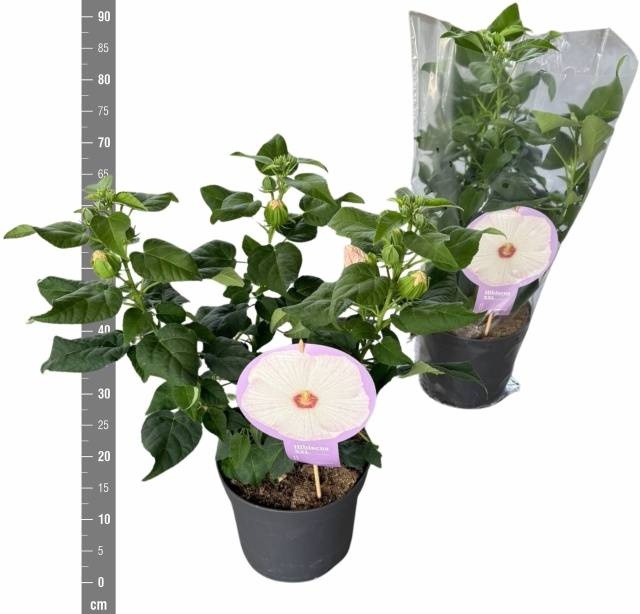 <h4>HIBISCUS M GU WHI EY</h4>