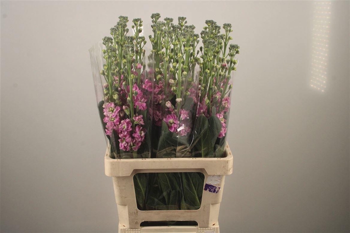 <h4>MATTH PHANT ROSE</h4>