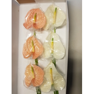Anthurium Mix