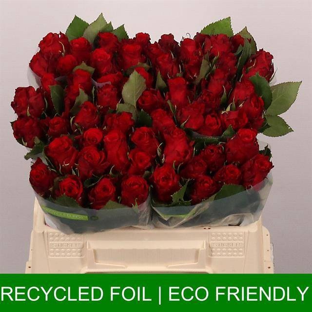 <h4>R GR RED TORCH</h4>