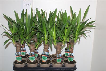 <h4>Yucca 20 Cm Meerkop</h4>